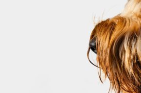 Wat hebben honden met reuma te maken? | Nieuws van Noortje